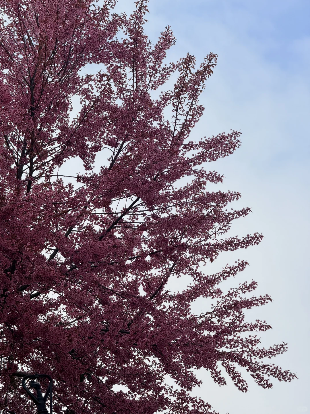 📷宜良福眼景区冬樱花🌸
