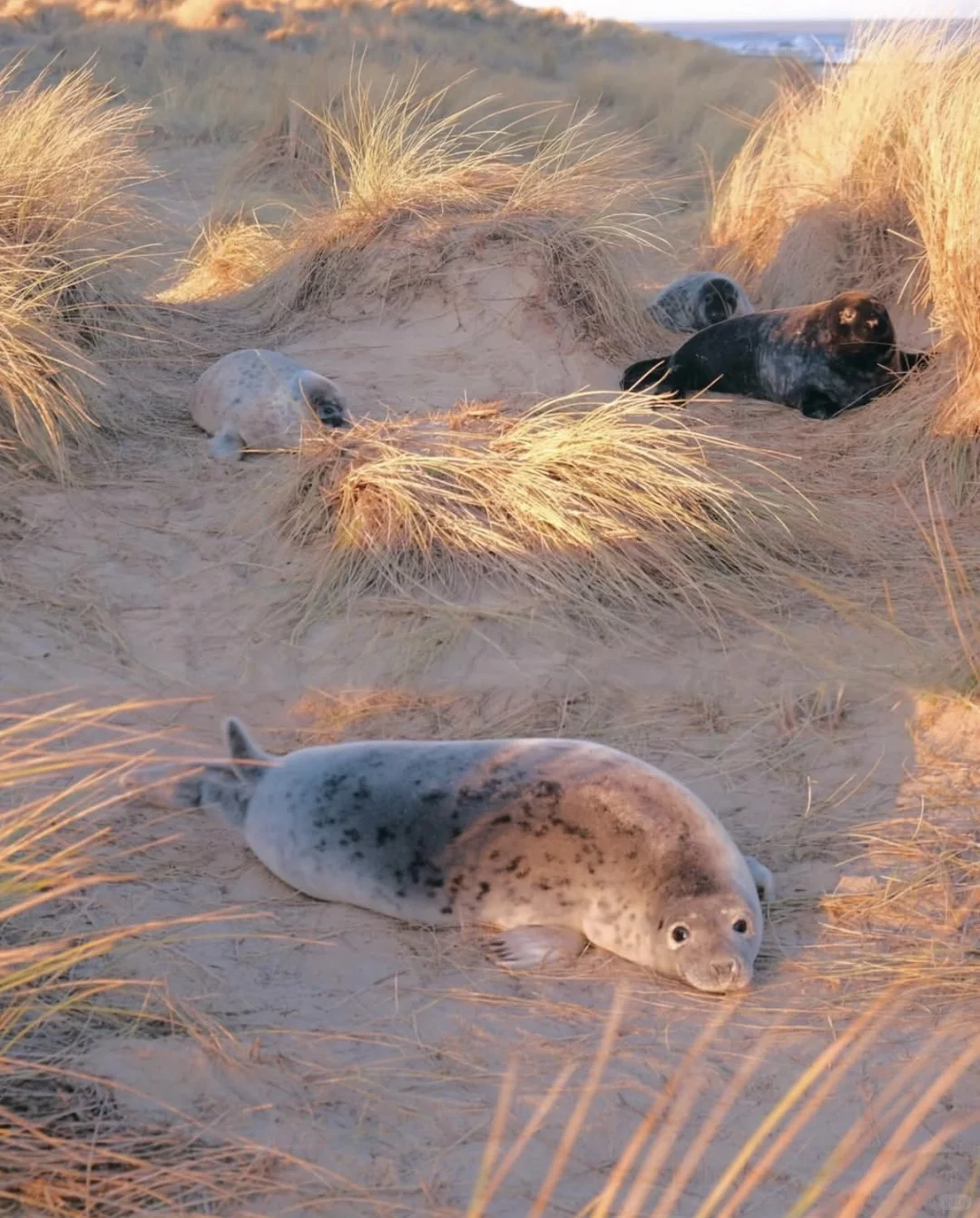 又到英国一年一度看野生小海豹时📍附攻略