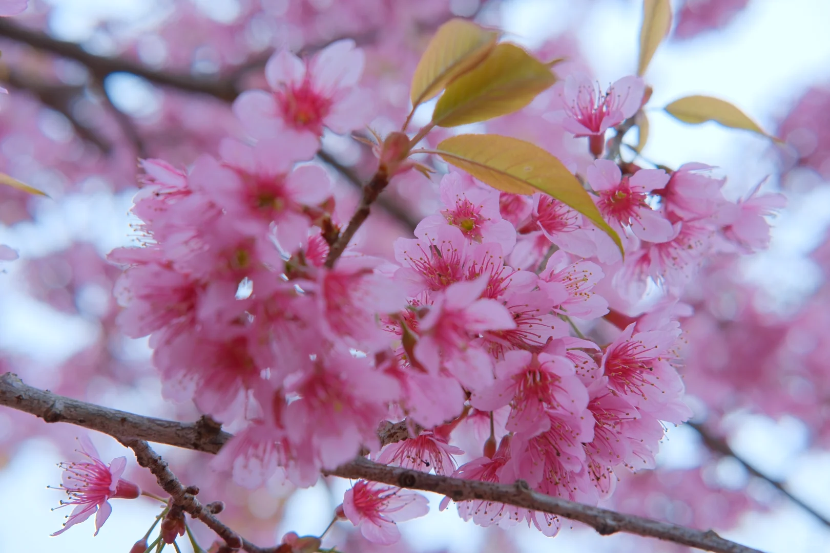 📷宜良福眼景区冬樱花🌸