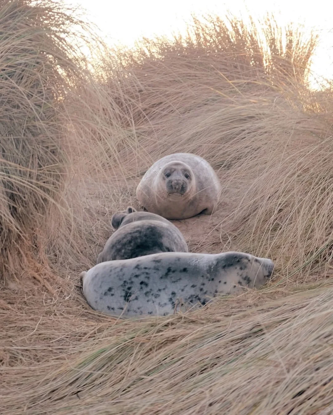 又到英国一年一度看野生小海豹时📍附攻略