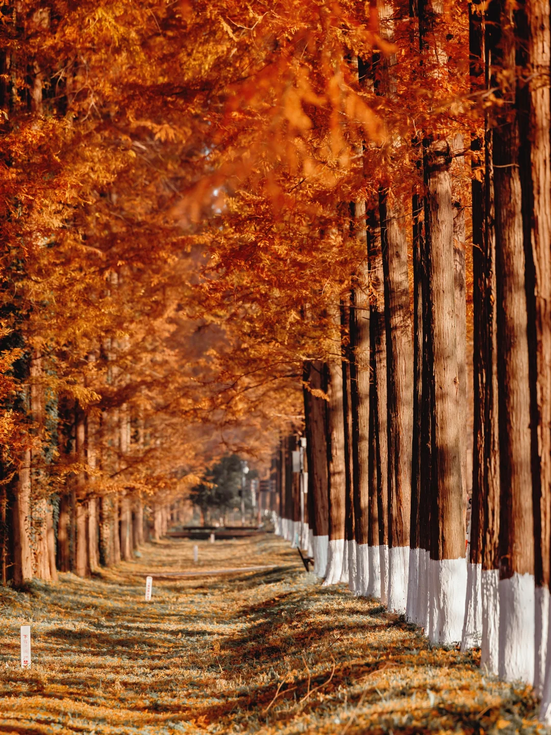 美到失语‼️我在初冬的盐城找到了童话森林