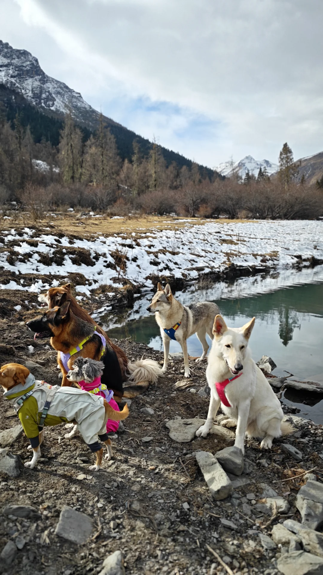 玛嘉沟才是带狗天堂吧