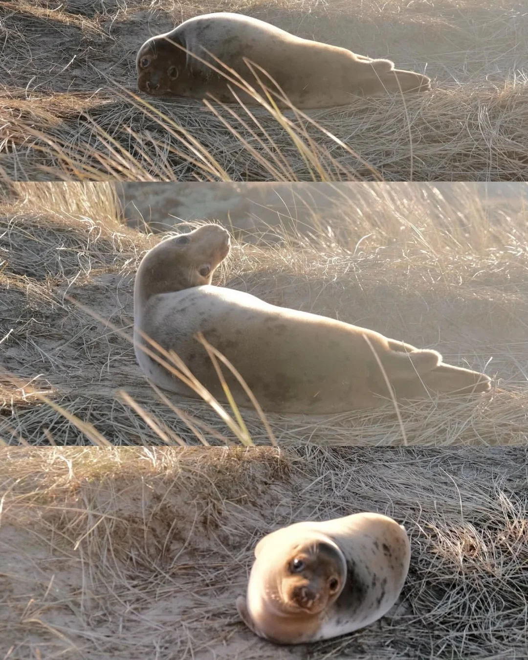 又到英国一年一度看野生小海豹时📍附攻略