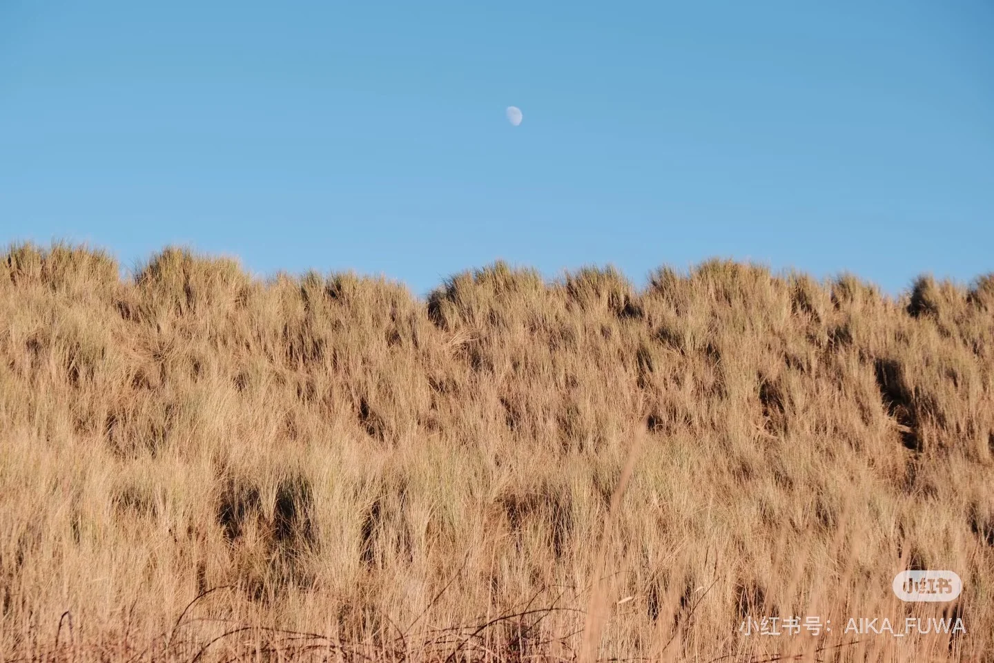 又到英国一年一度看野生小海豹时📍附攻略