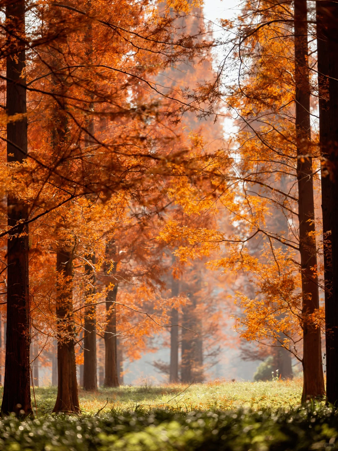 美到失语‼️我在初冬的盐城找到了童话森林