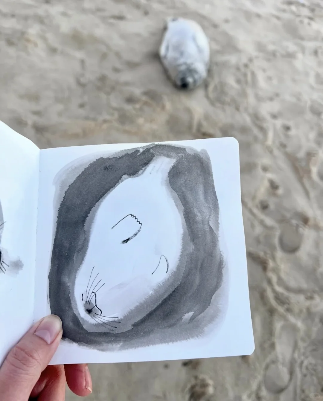 又到英国一年一度看野生小海豹时📍附攻略