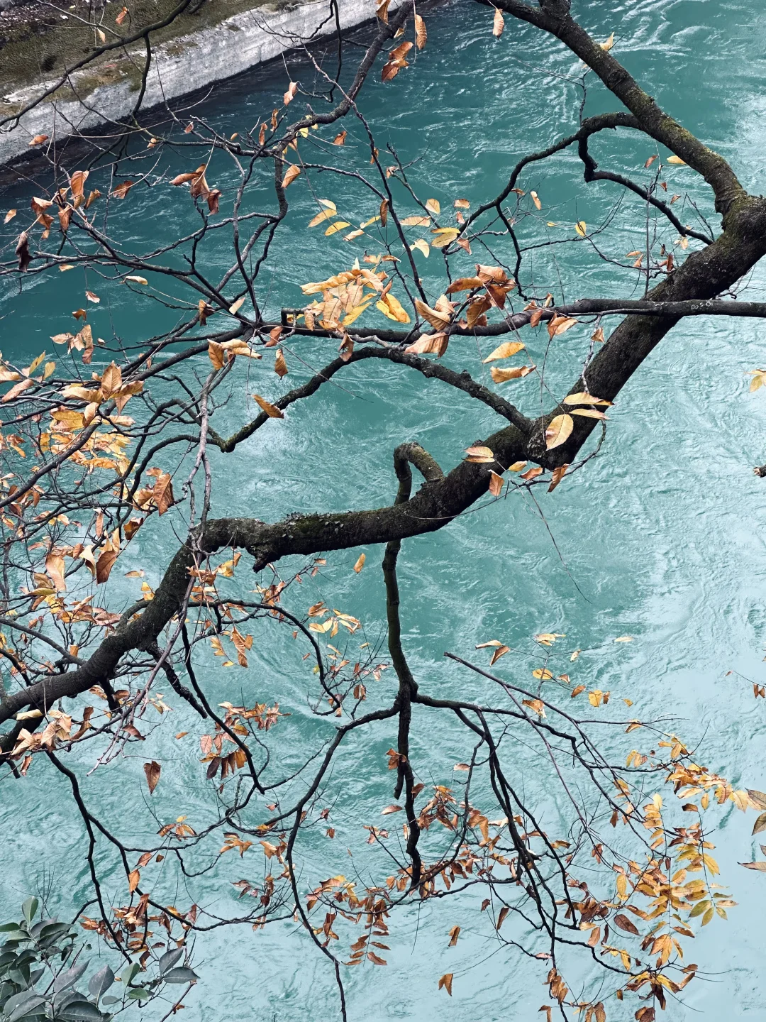 花一个下午去领略都江堰的古韵与自然🍂⛰️