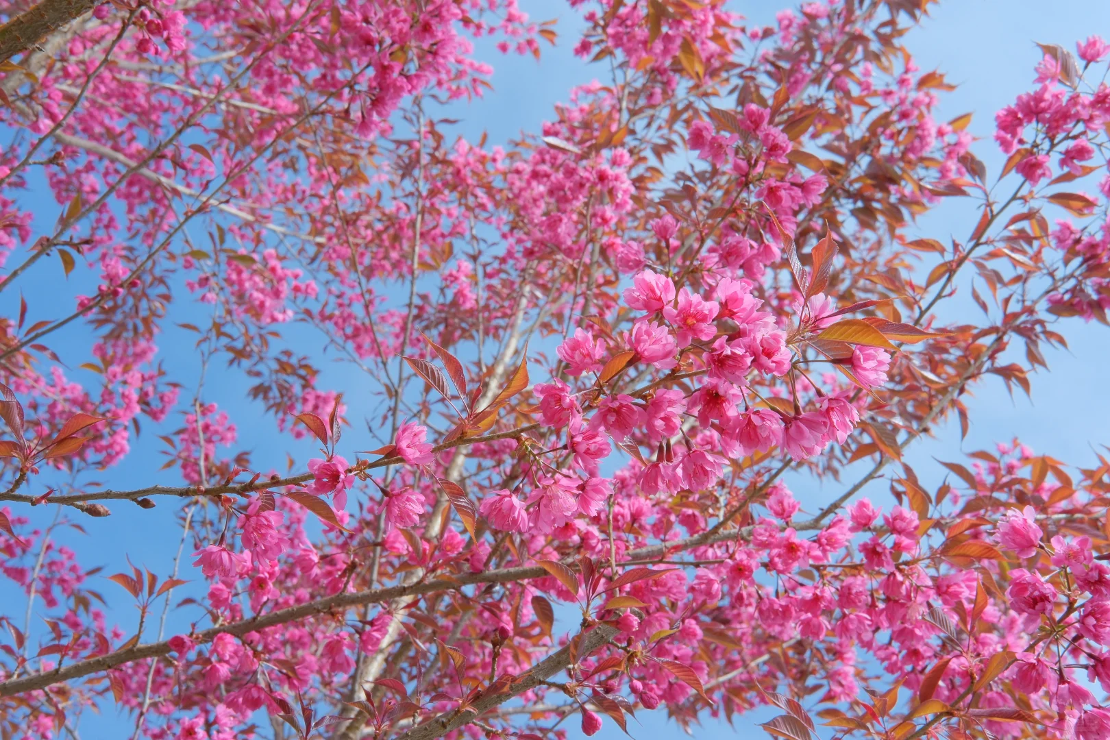 📷宜良福眼景区冬樱花🌸