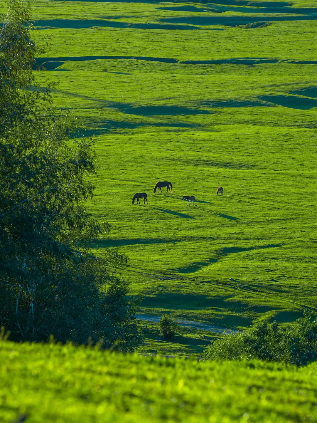 或许这就是你所向往的新疆旅游包车🫰