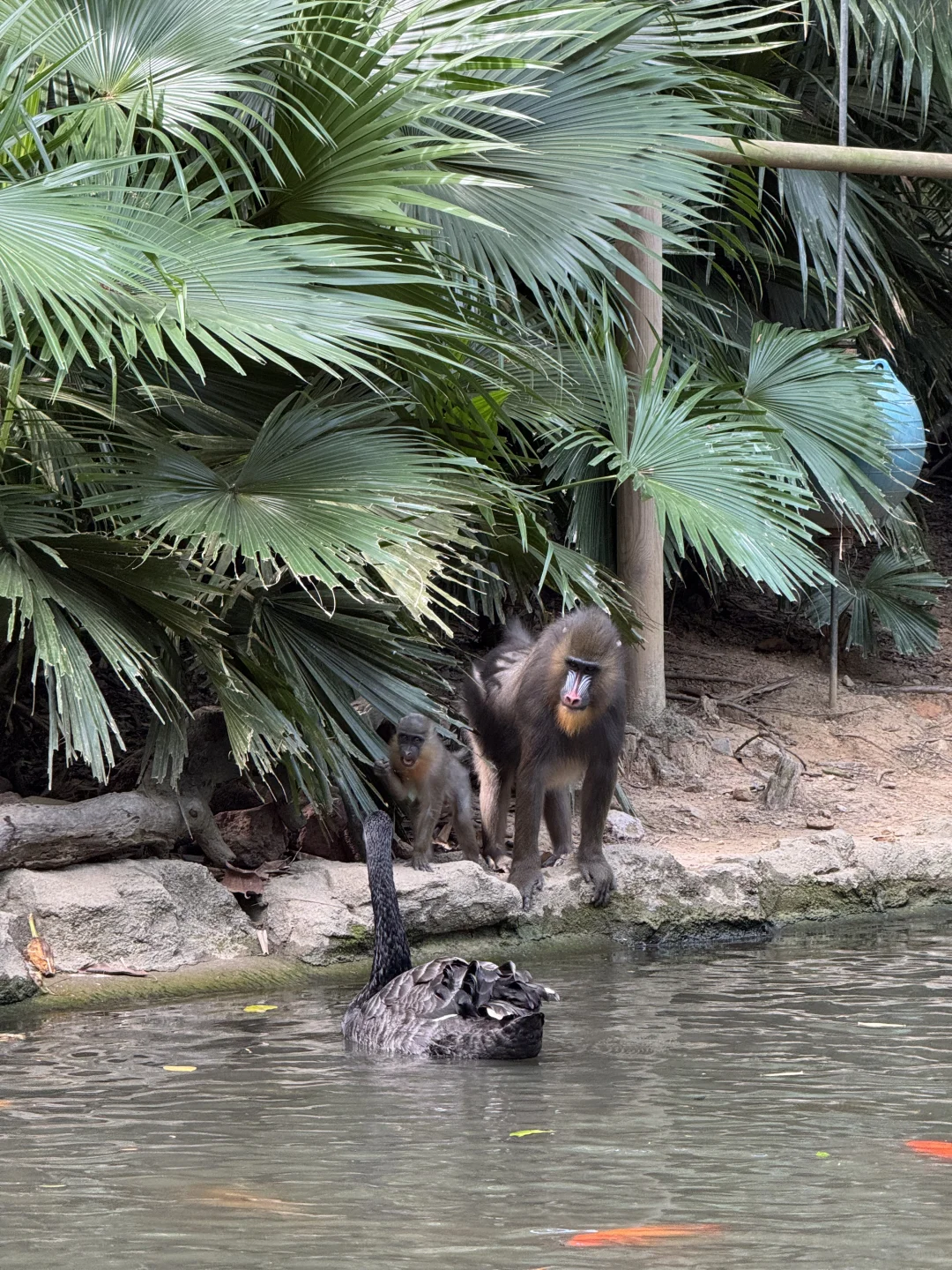 长隆野生动物世界太好玩了