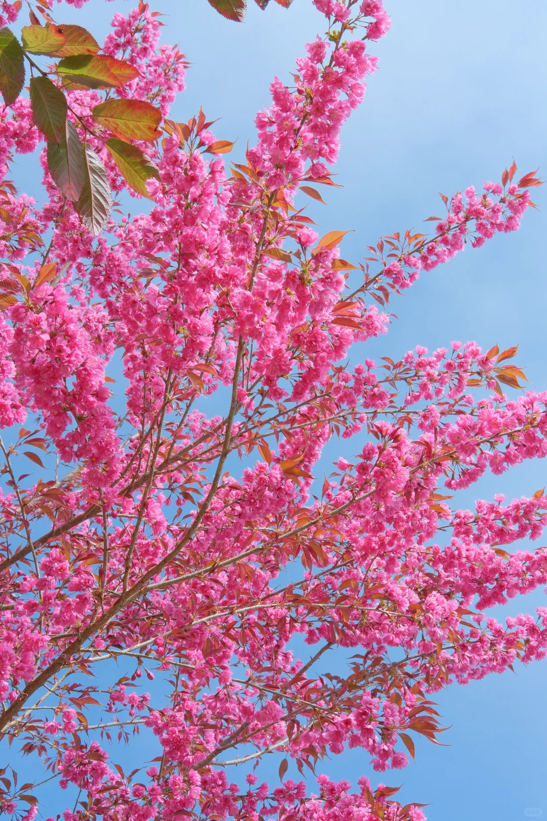 📷宜良福眼景区冬樱花🌸