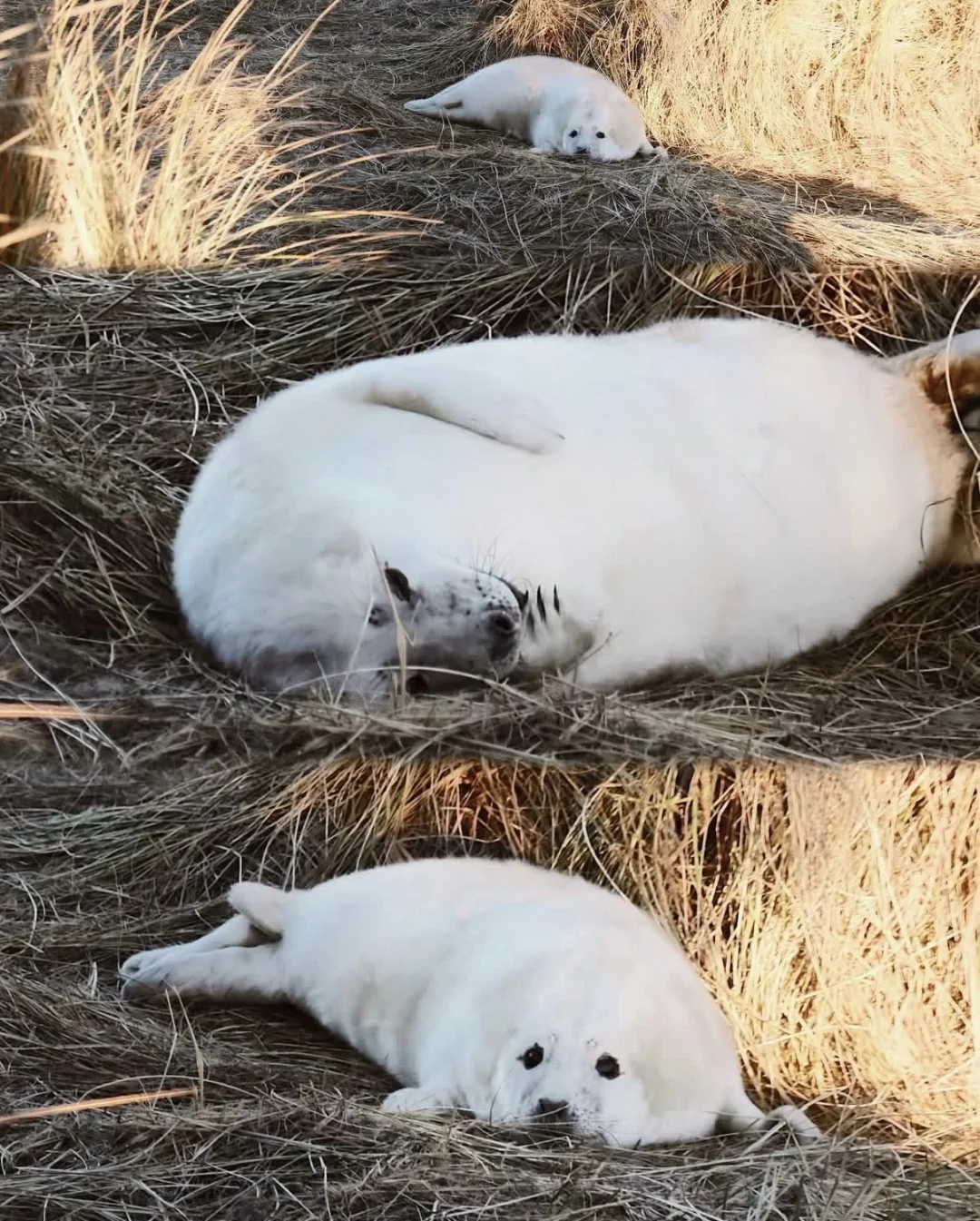 又到英国一年一度看野生小海豹时📍附攻略