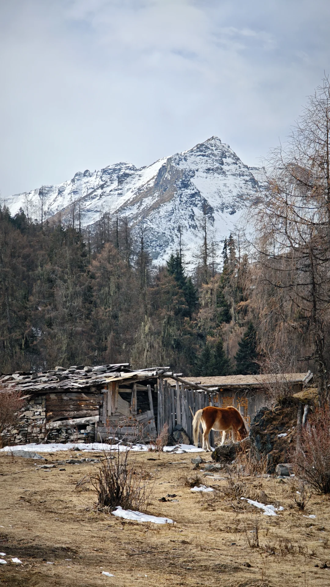 玛嘉沟才是带狗天堂吧