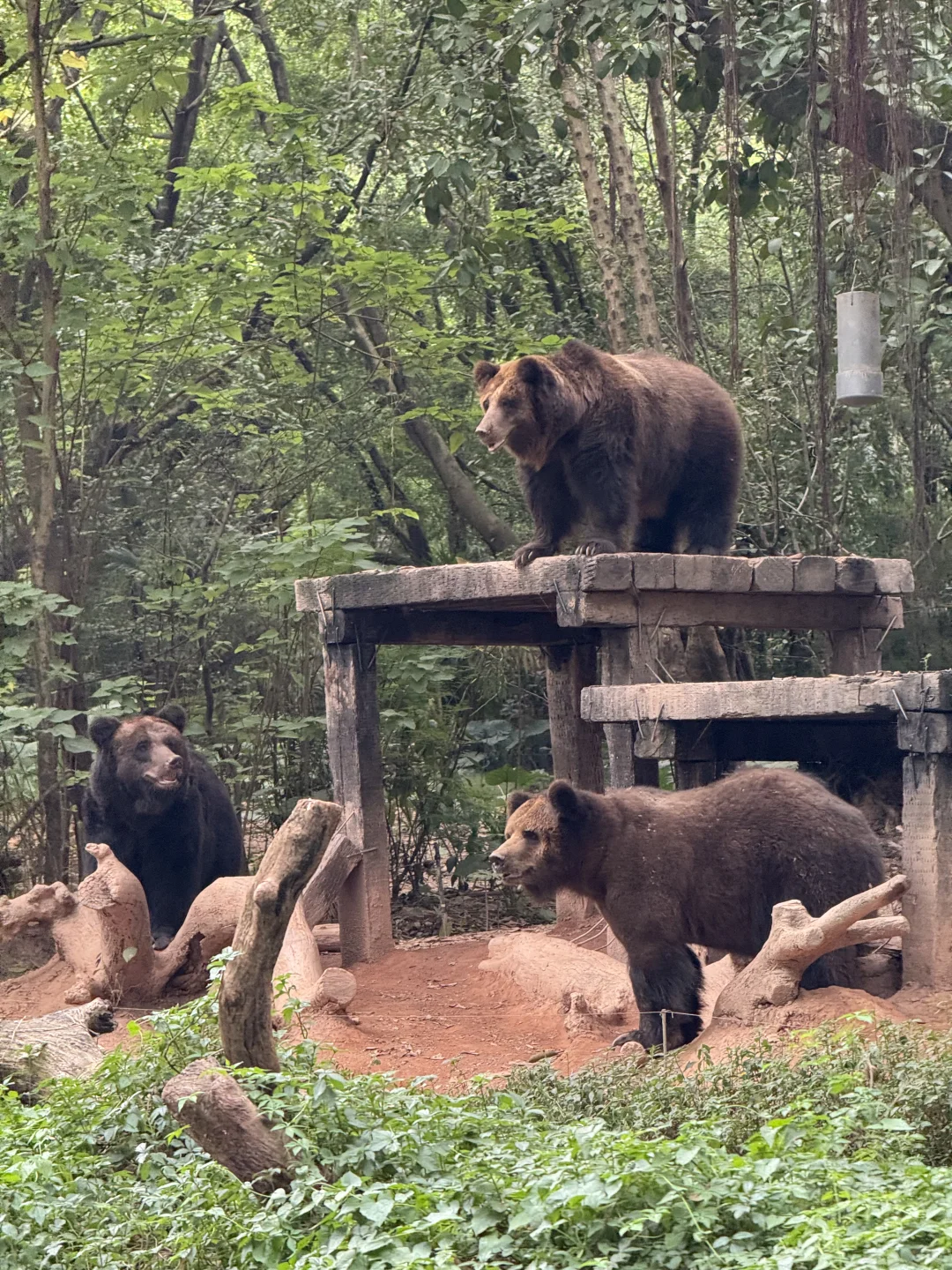 长隆野生动物世界太好玩了