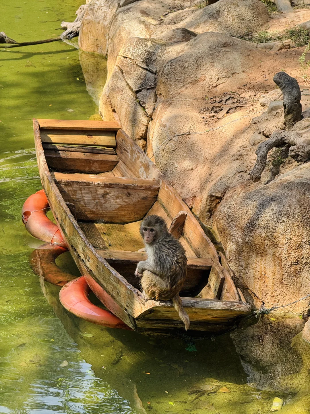 长隆野生动物世界太好玩了