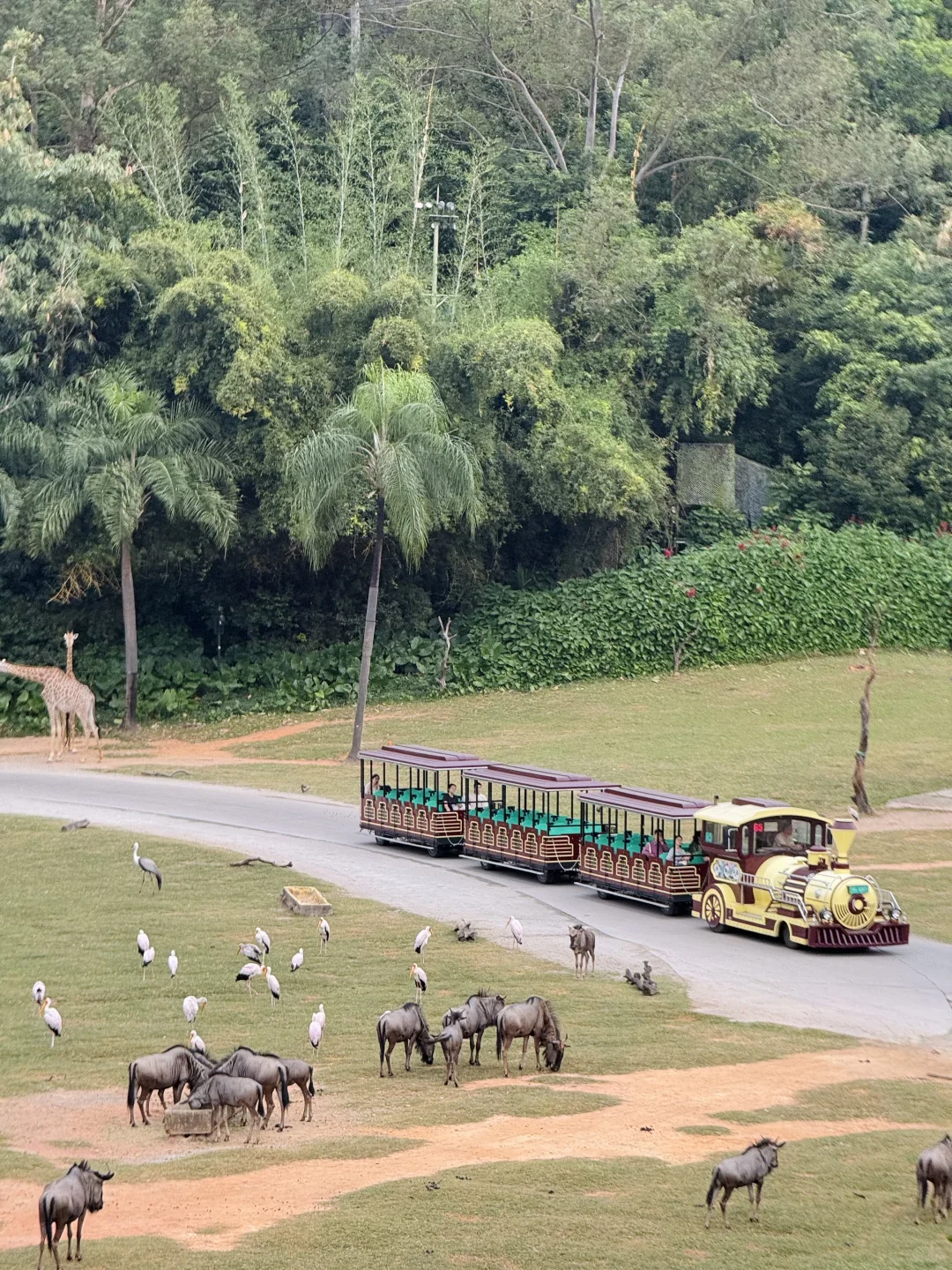长隆野生动物世界太好玩了