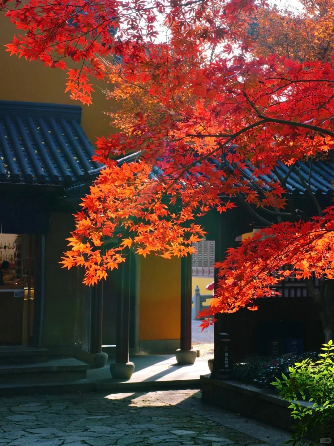 冬日苏杭旅游攻略❄️四天三晚淡季超值游❗