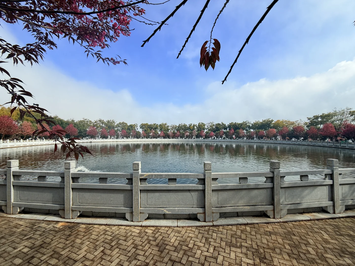 📷宜良福眼景区冬樱花🌸