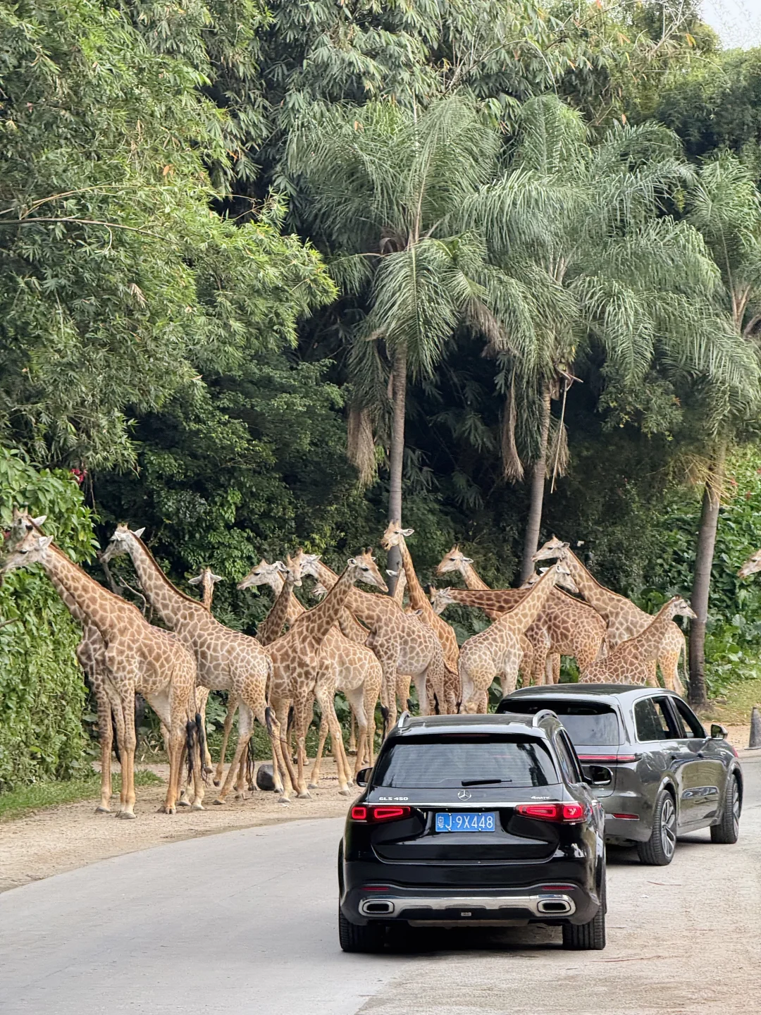 长隆野生动物世界太好玩了