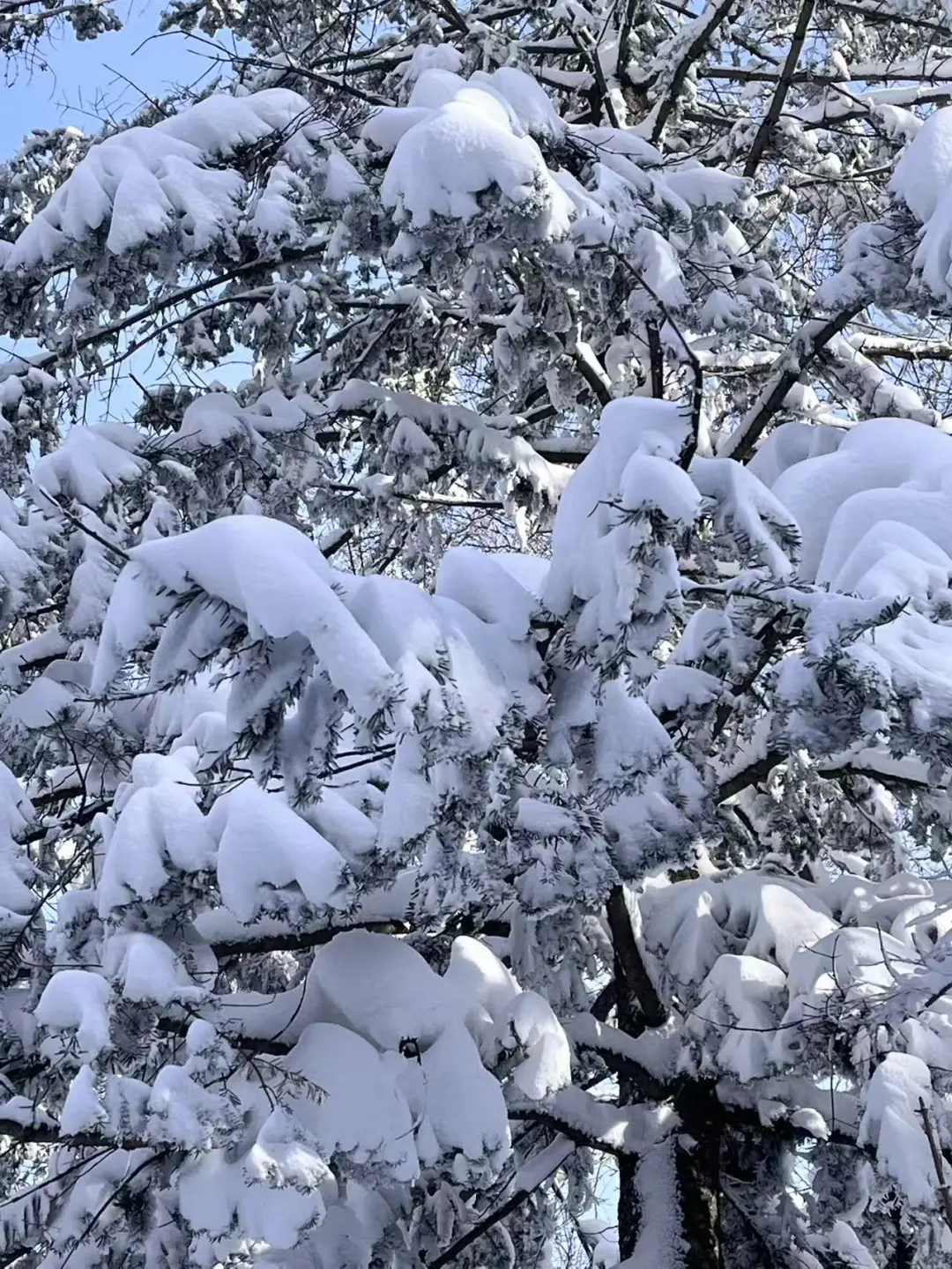 哈尔滨旅游推荐官、哈尔滨旅游攻略