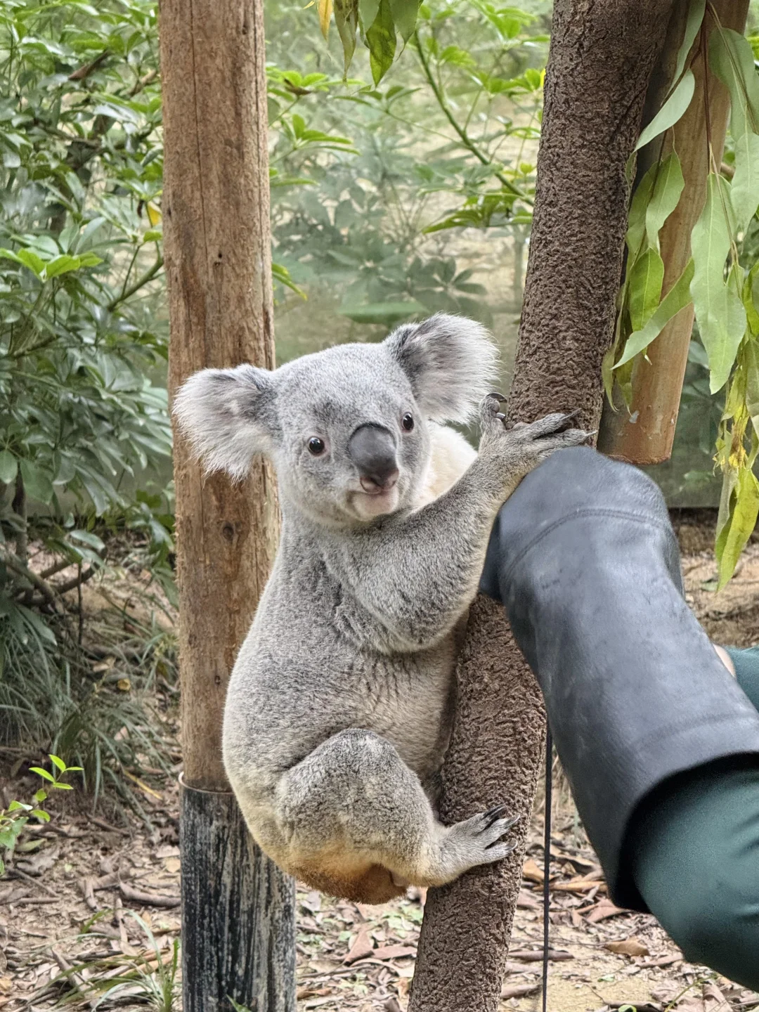 长隆野生动物世界太好玩了