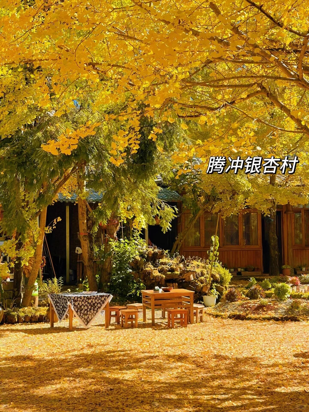为了这国内唯一古银杏村,也要去一次腾冲‼️