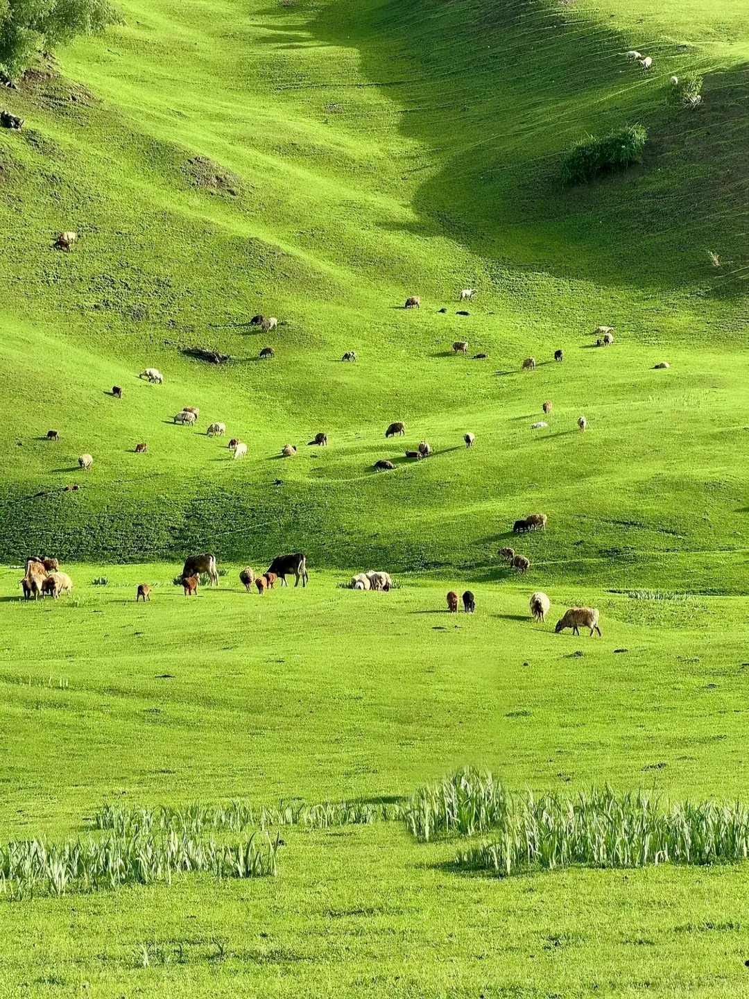 或许这就是你所向往的新疆旅游包车🫰