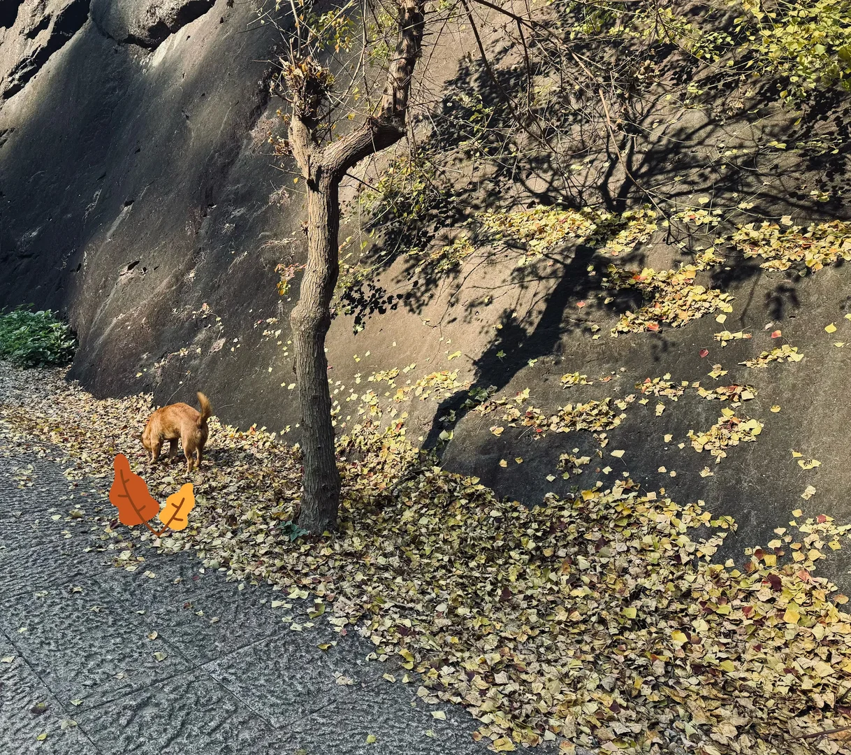 武夷山茶狗随行攻略