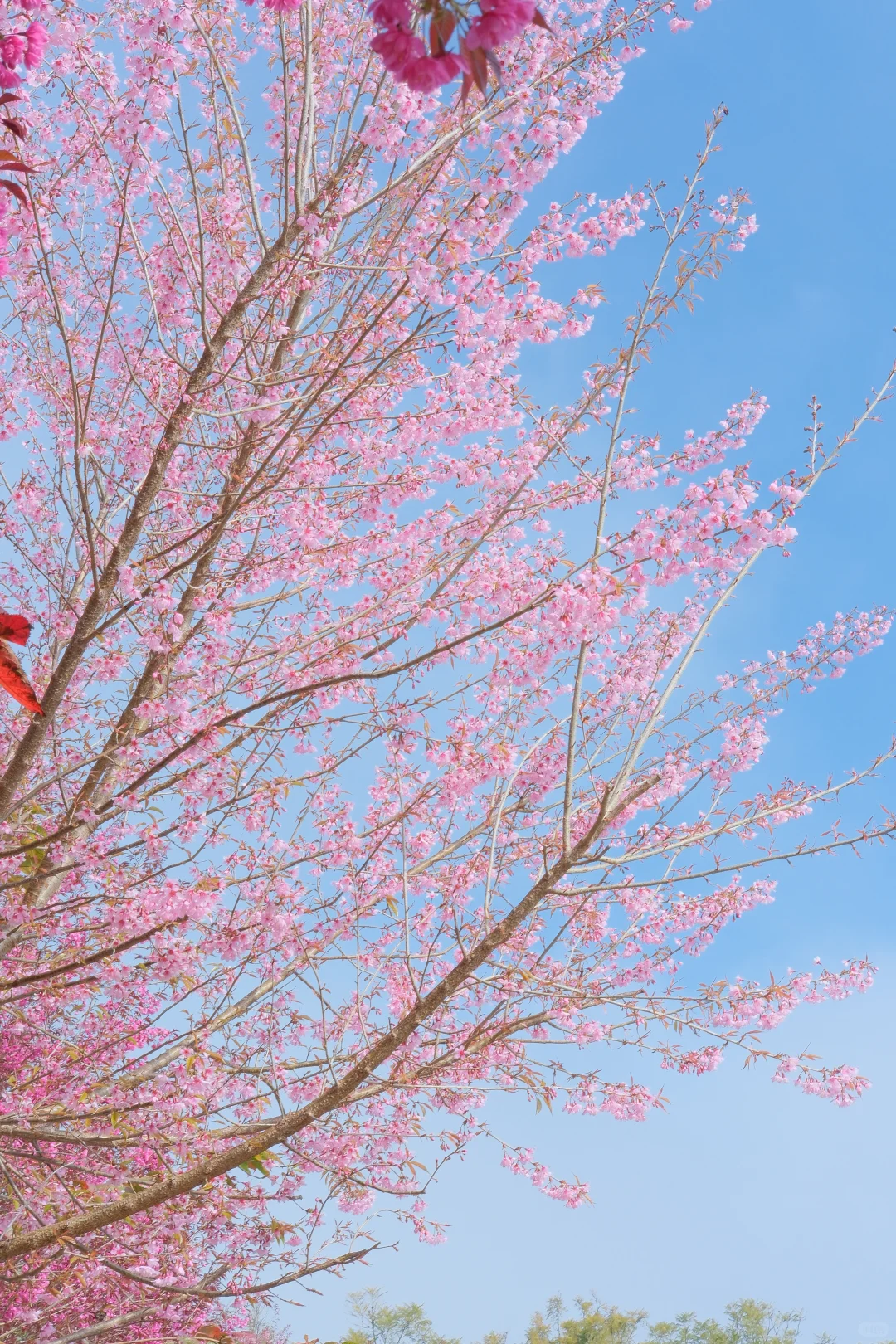 📷宜良福眼景区冬樱花🌸