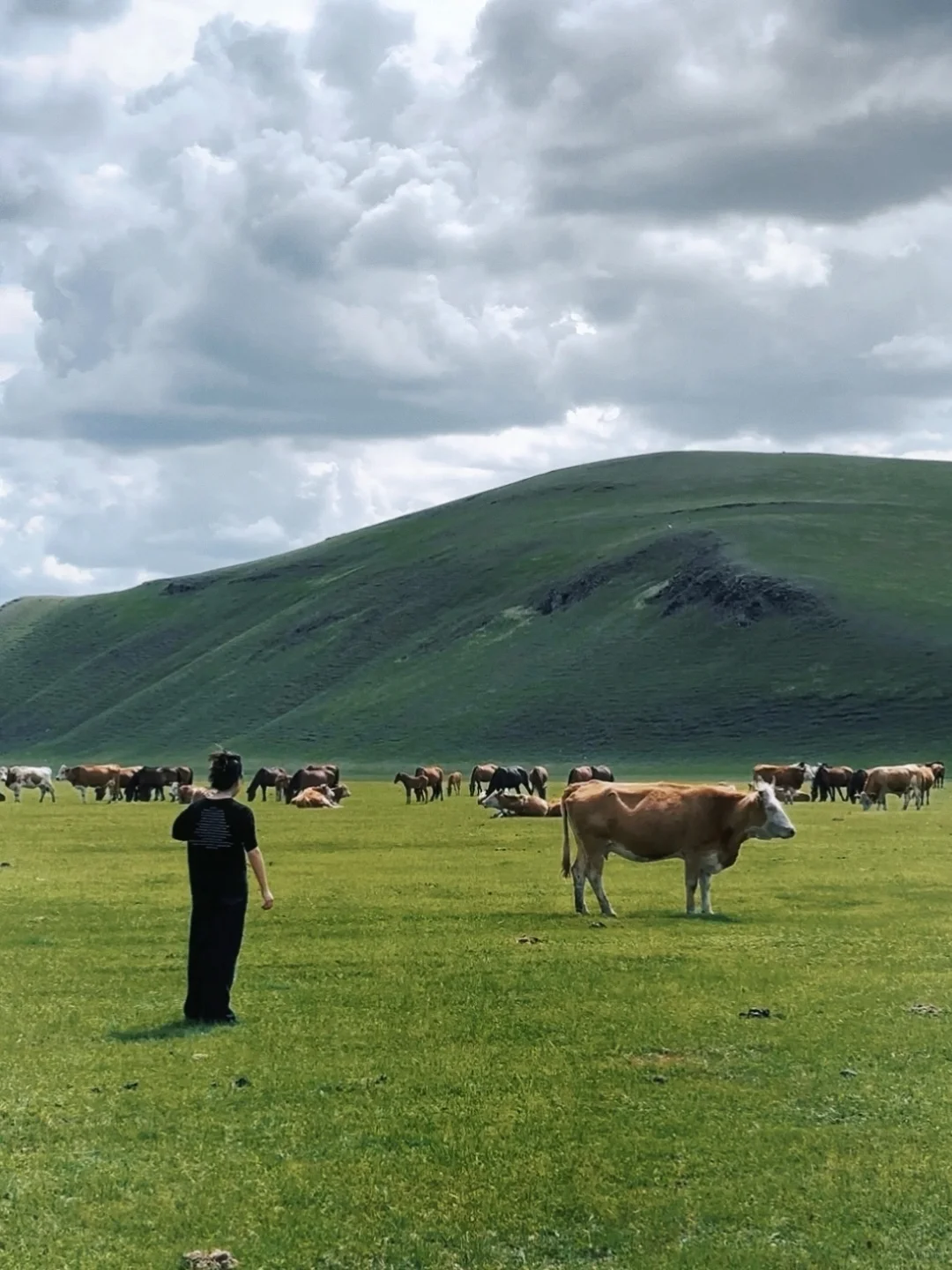 夏天总要去一次大草原吧🐎
