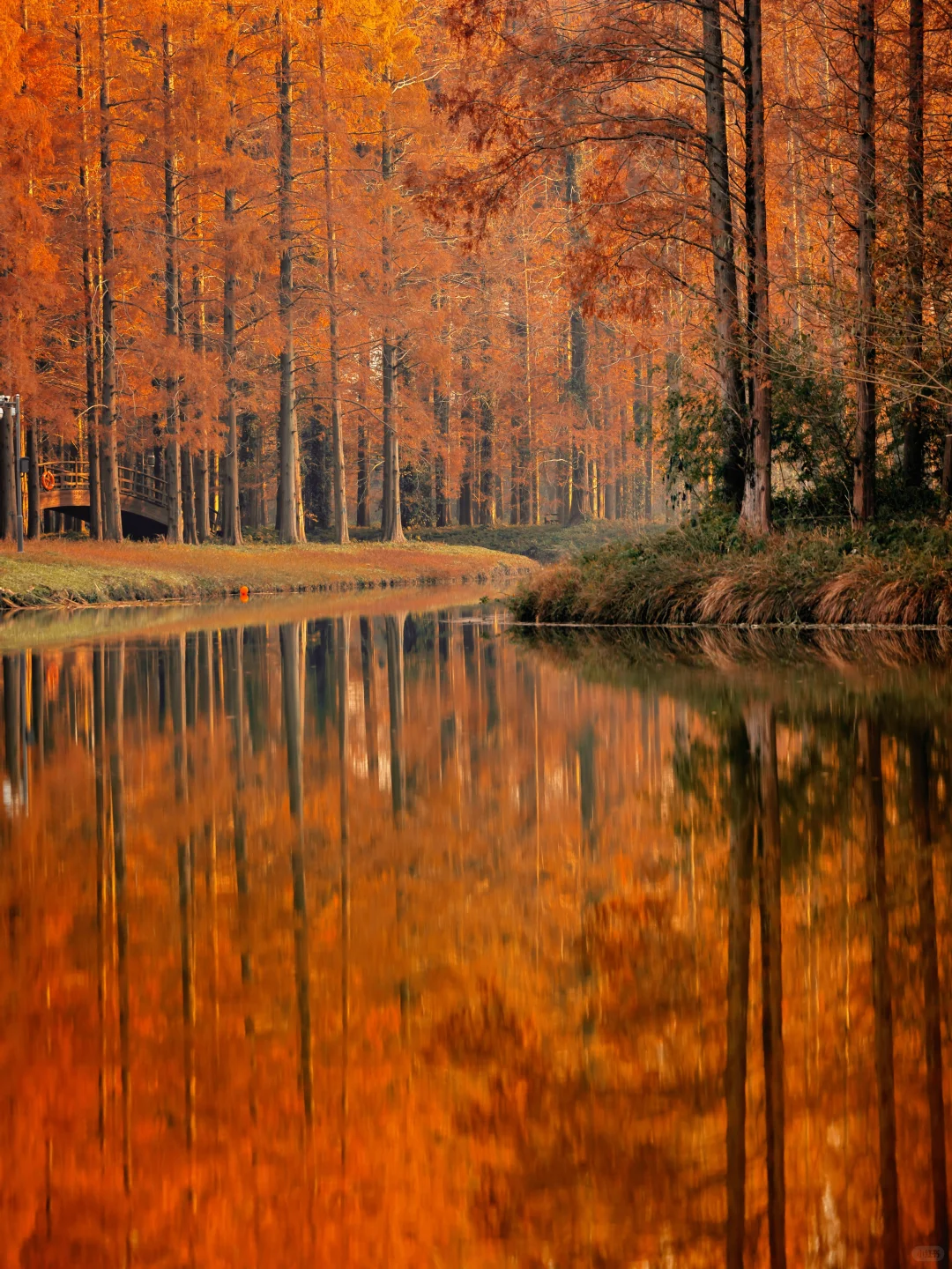 美到失语‼️我在初冬的盐城找到了童话森林