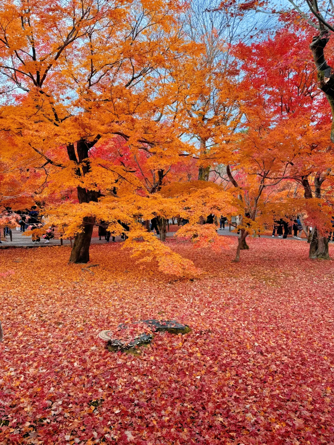 用实况打开红叶季🍁京都真的没有对手🍂
