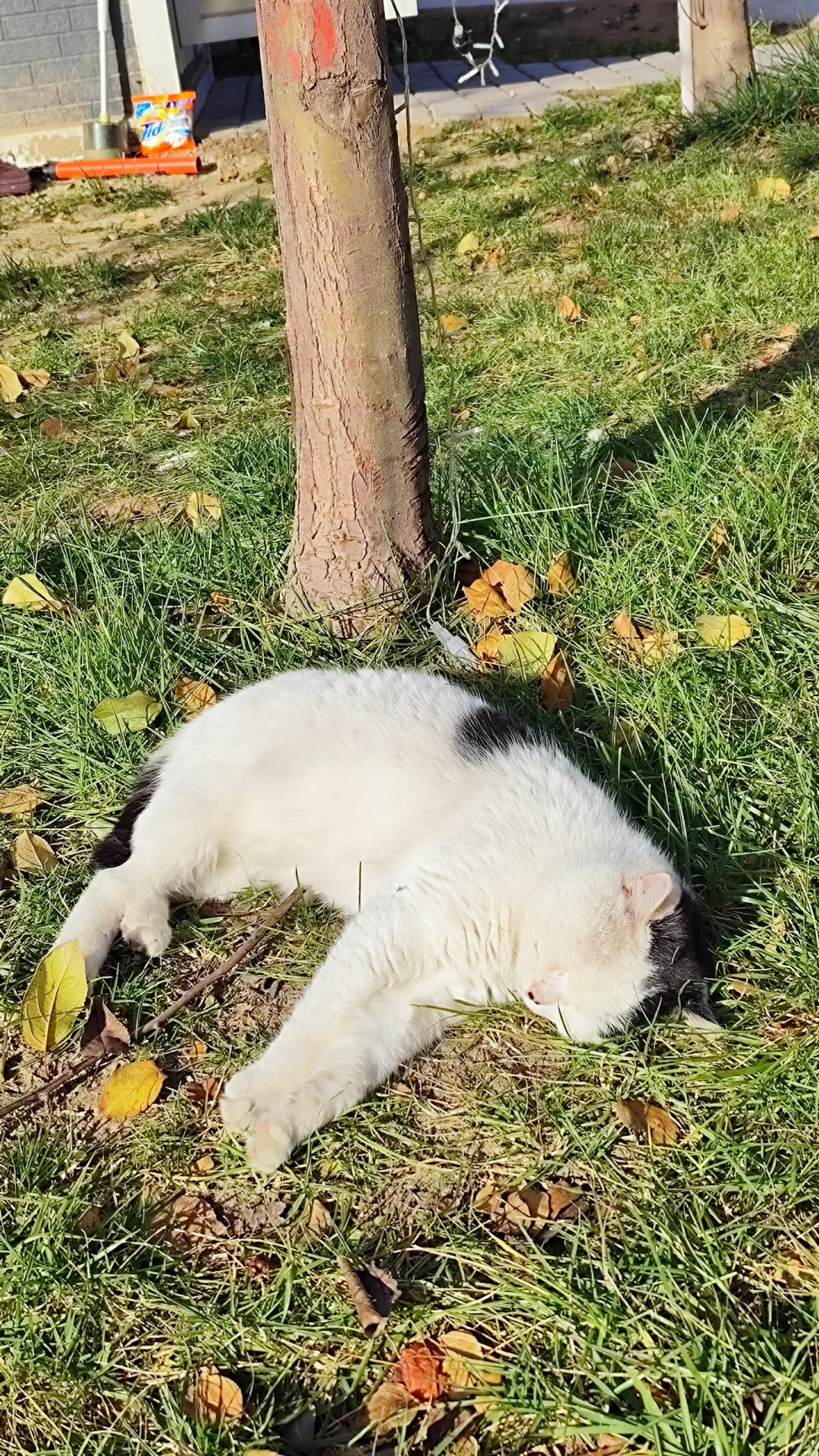 周末去哪儿09‖富平1日逛吃攻略🍂