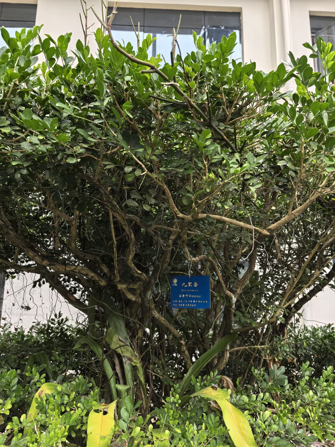 版纳必玩的两个景点