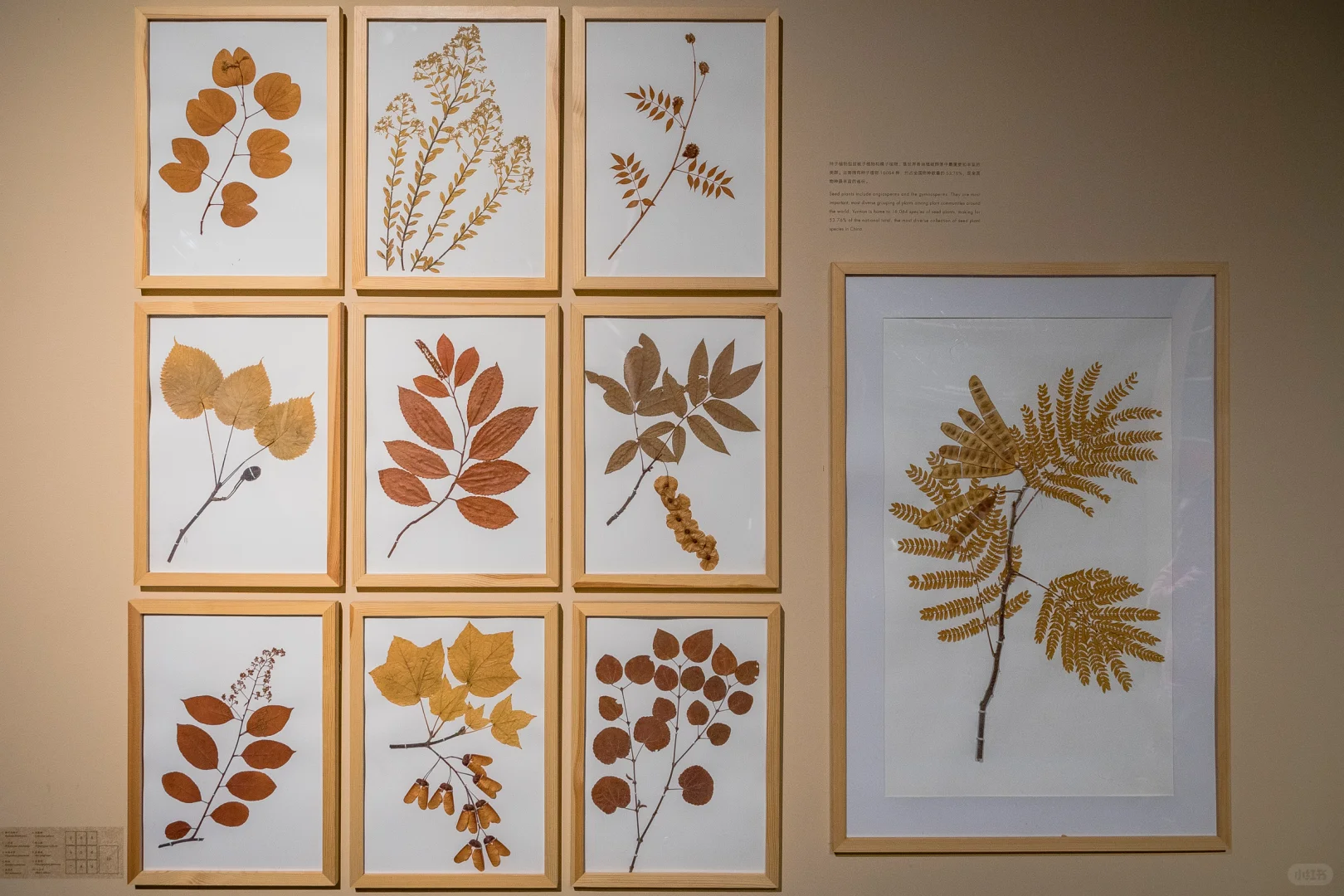 植物爱好者的天堂,昆明必玩景点扶荔宫攻略