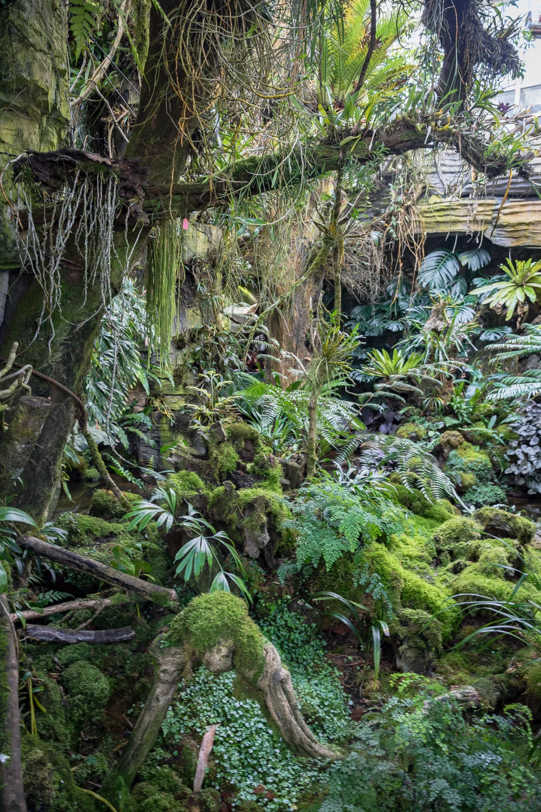 植物爱好者的天堂,昆明必玩景点扶荔宫攻略
