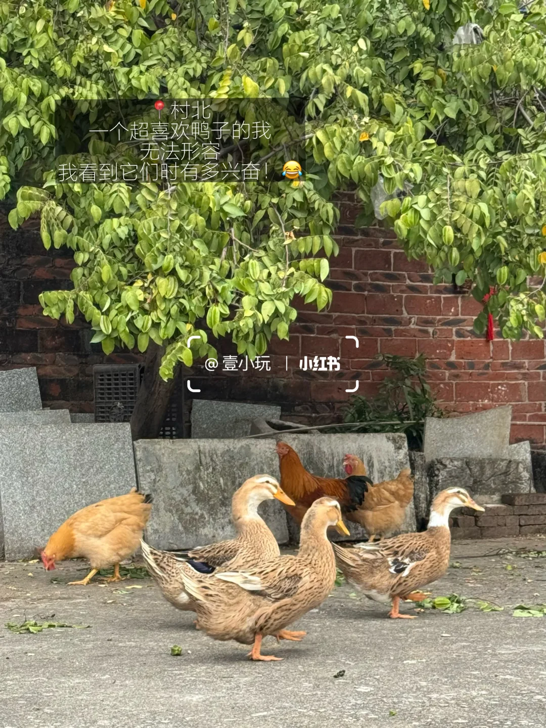 迄今为止❗️我最爱的佛山百年水上古村出现了