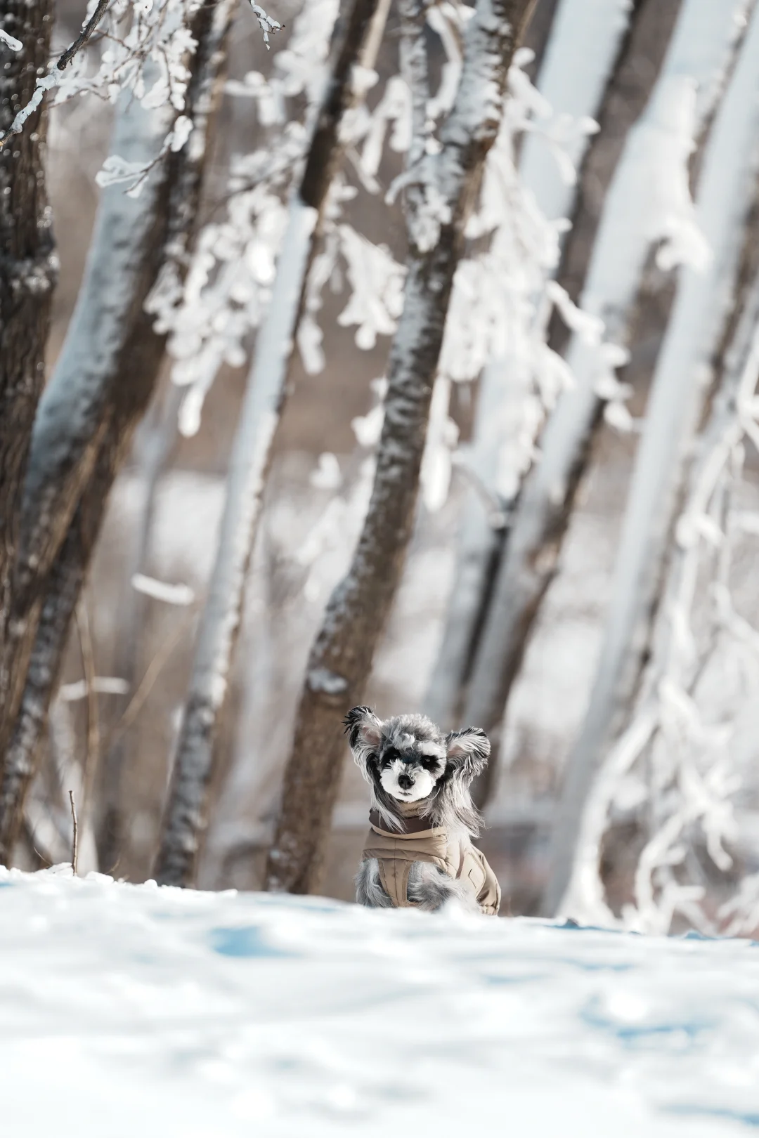 北京遛狗党!玉渡山玩雪太快乐了