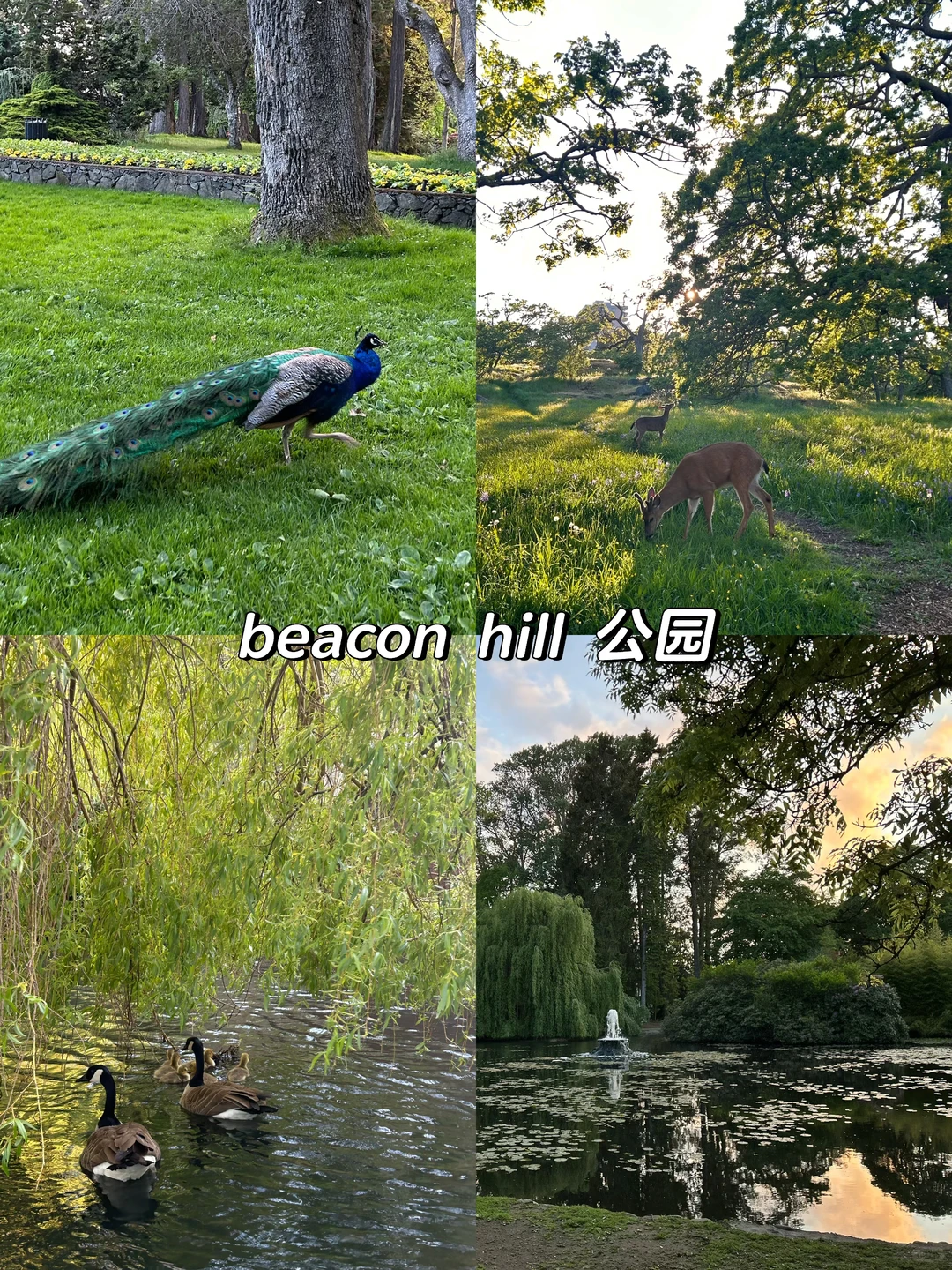 维多利亚🇨🇦🍂必去景点+周边游