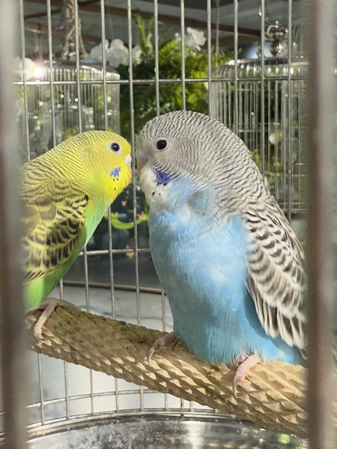 免费小火车+人造雪,娃玩到不肯回家…