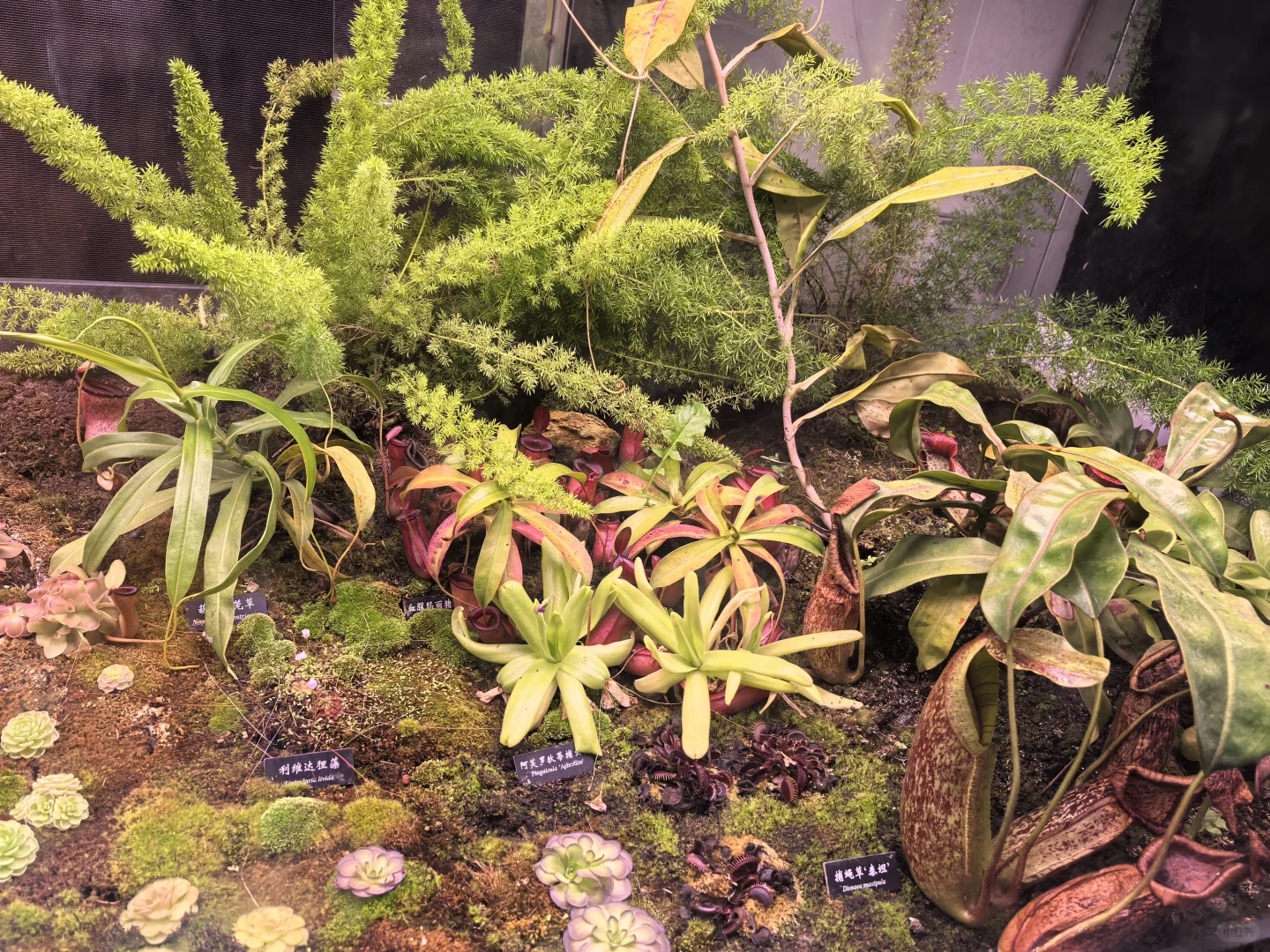 版纳必玩的两个景点