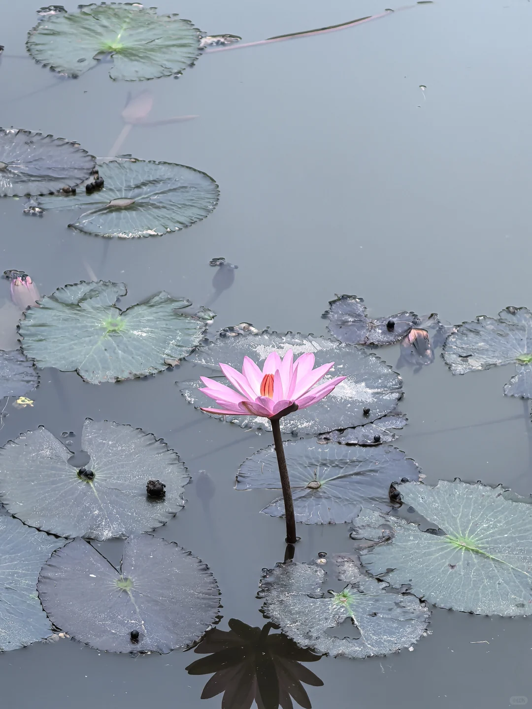 版纳必玩的两个景点