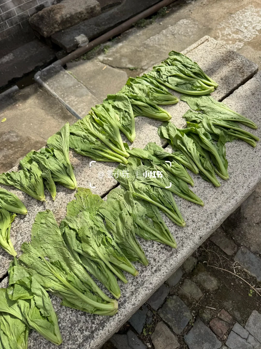 迄今为止❗️我最爱的佛山百年水上古村出现了