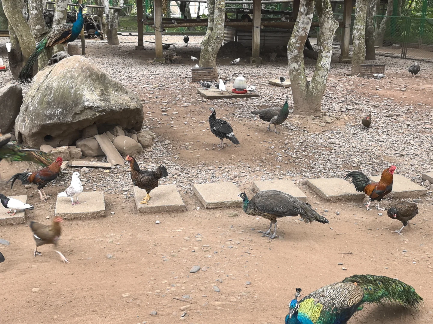 版纳必玩的两个景点