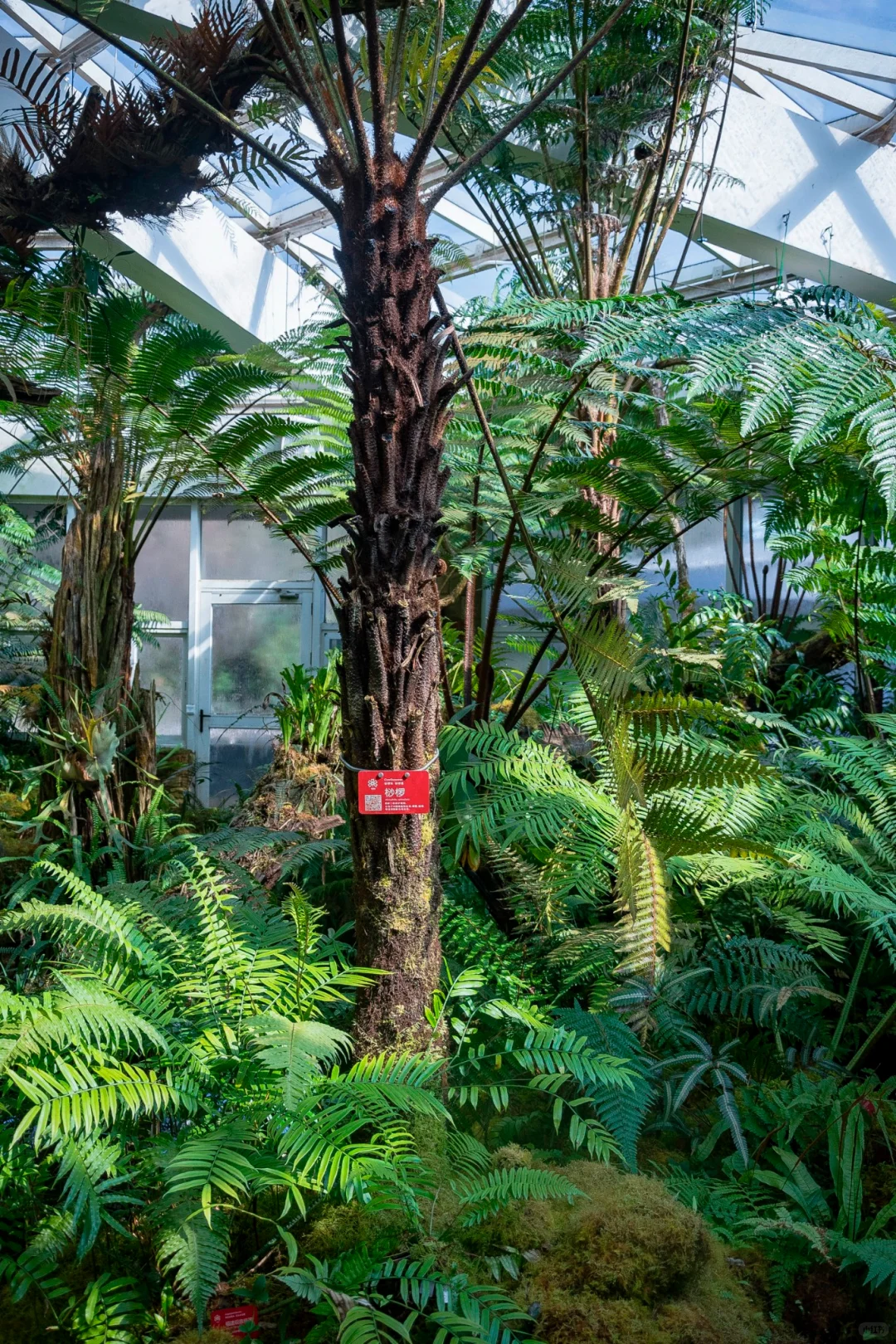 植物爱好者的天堂,昆明必玩景点扶荔宫攻略