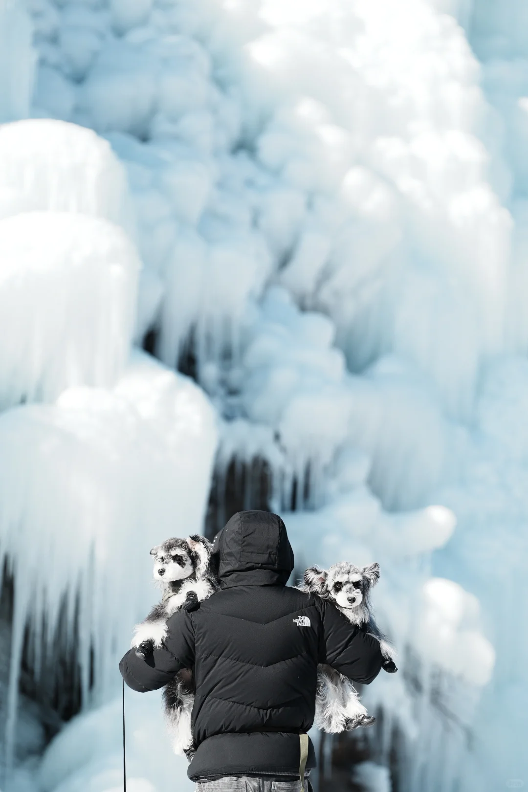 北京遛狗党!玉渡山玩雪太快乐了