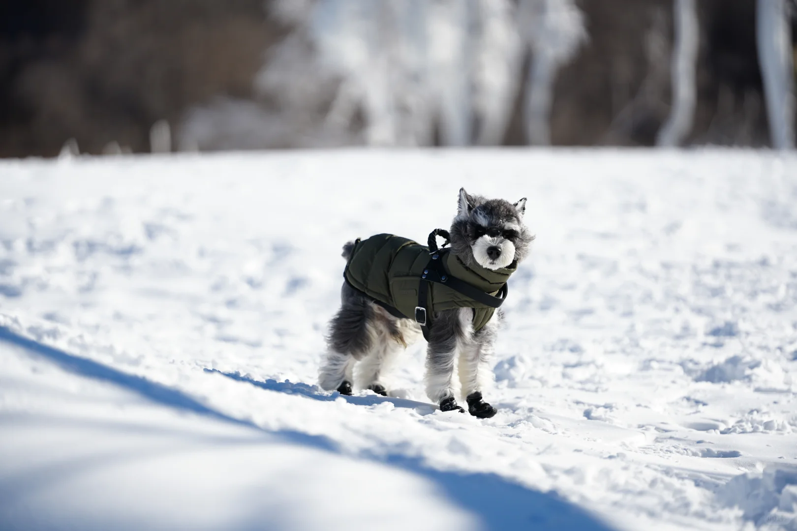 北京遛狗党!玉渡山玩雪太快乐了