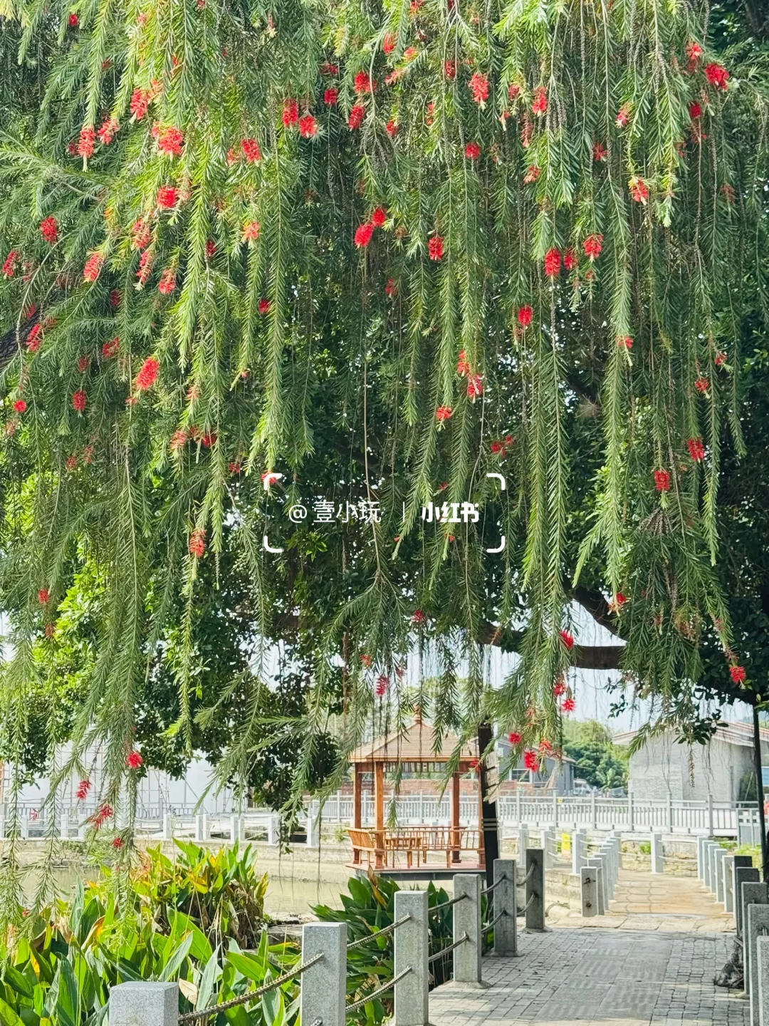 迄今为止❗️我最爱的佛山百年水上古村出现了