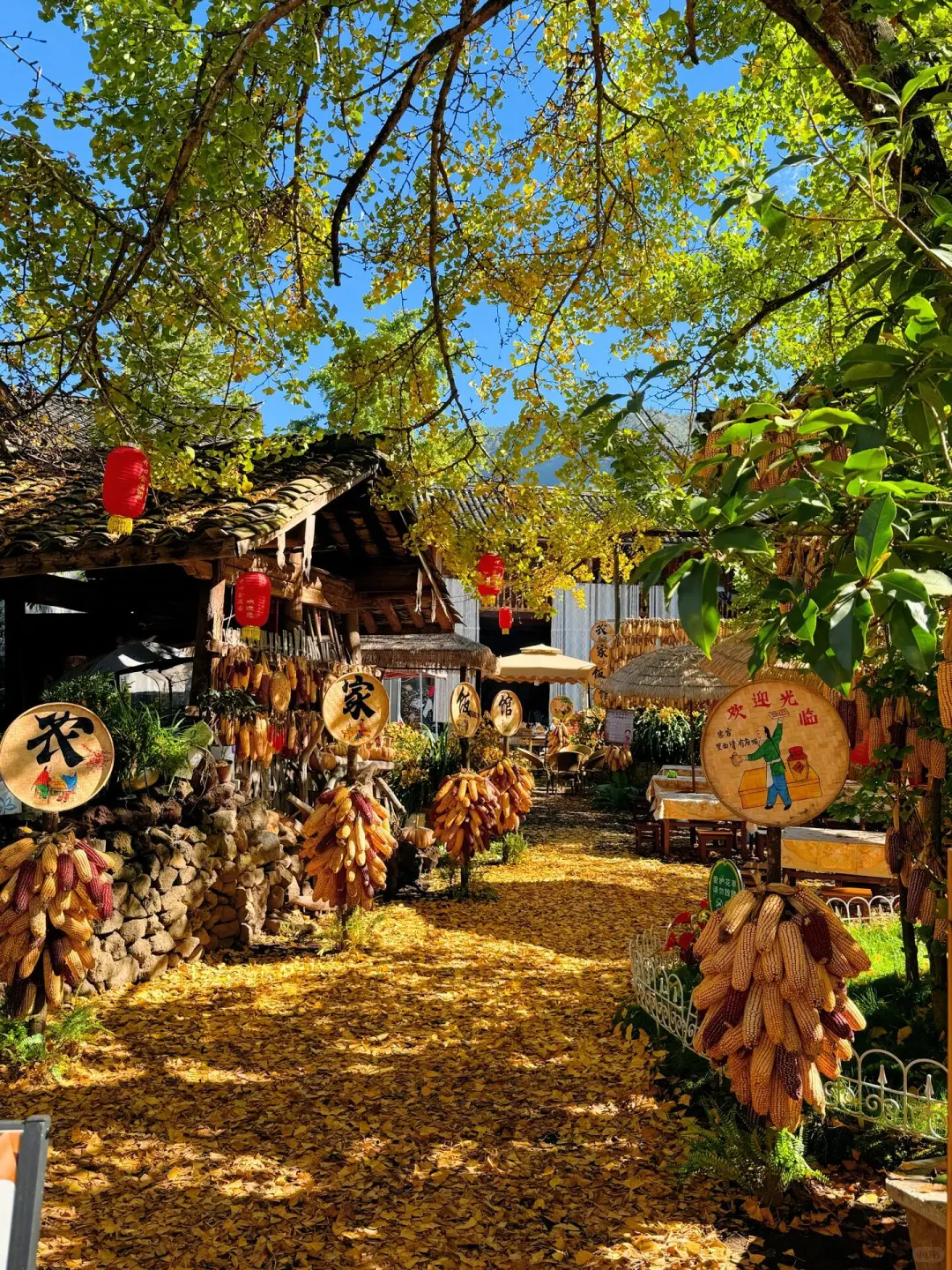 不得不说❗云南纯玩旅行🔥真正的品质游✅