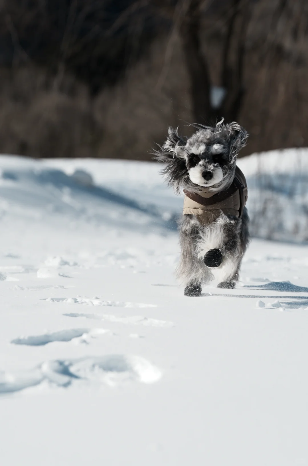 北京遛狗党!玉渡山玩雪太快乐了